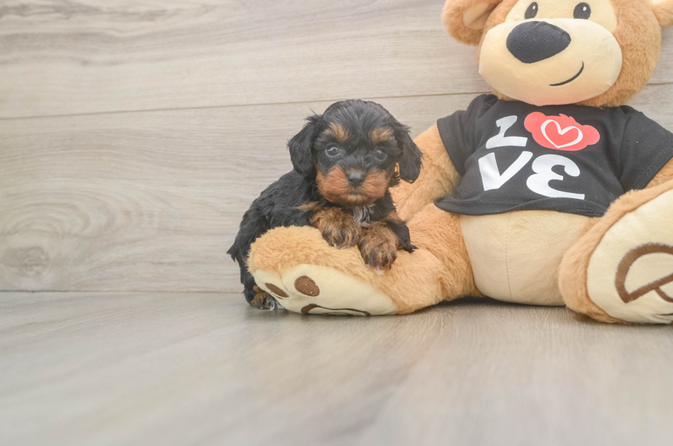 5 week old Cavapoo Puppy For Sale - Seaside Pups