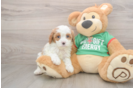 Cavapoo Puppy for Adoption