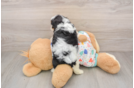 Small Cavapoo Baby