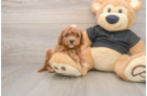 Smart Cavapoo Poodle Mix Pup