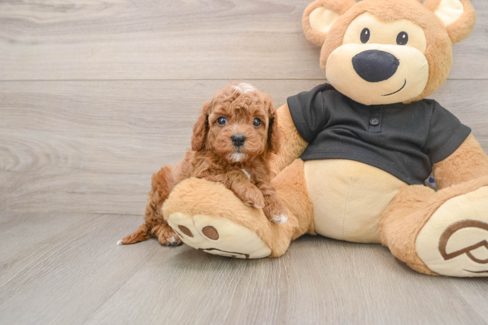 Smart Cavapoo Poodle Mix Pup