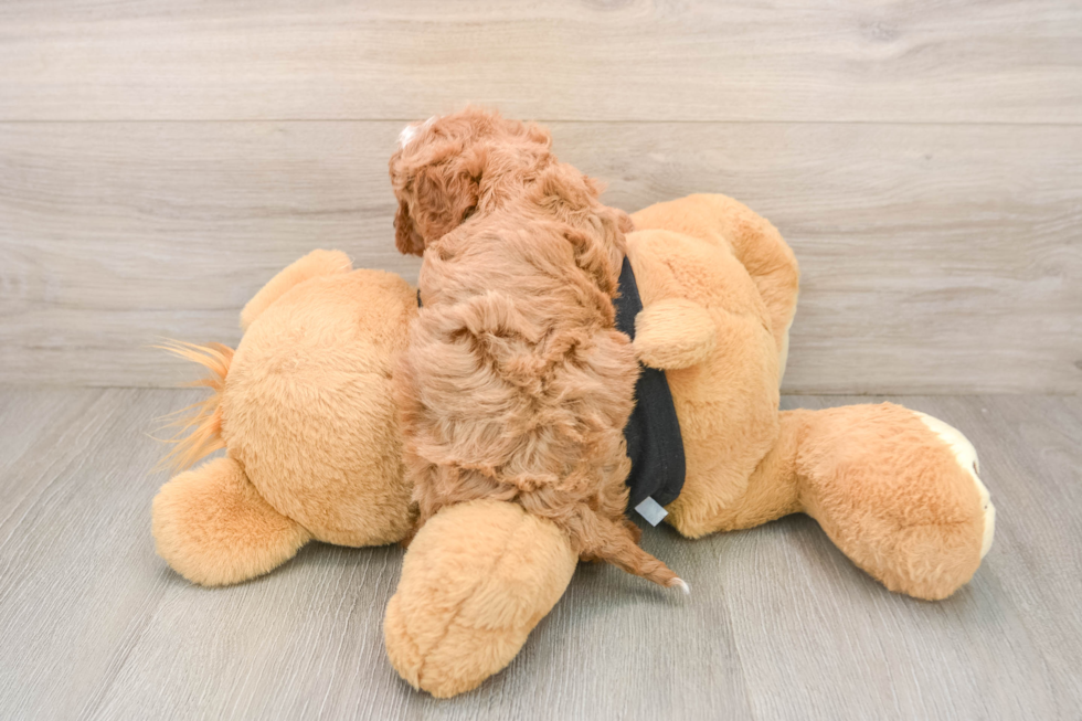 Best Cavapoo Baby