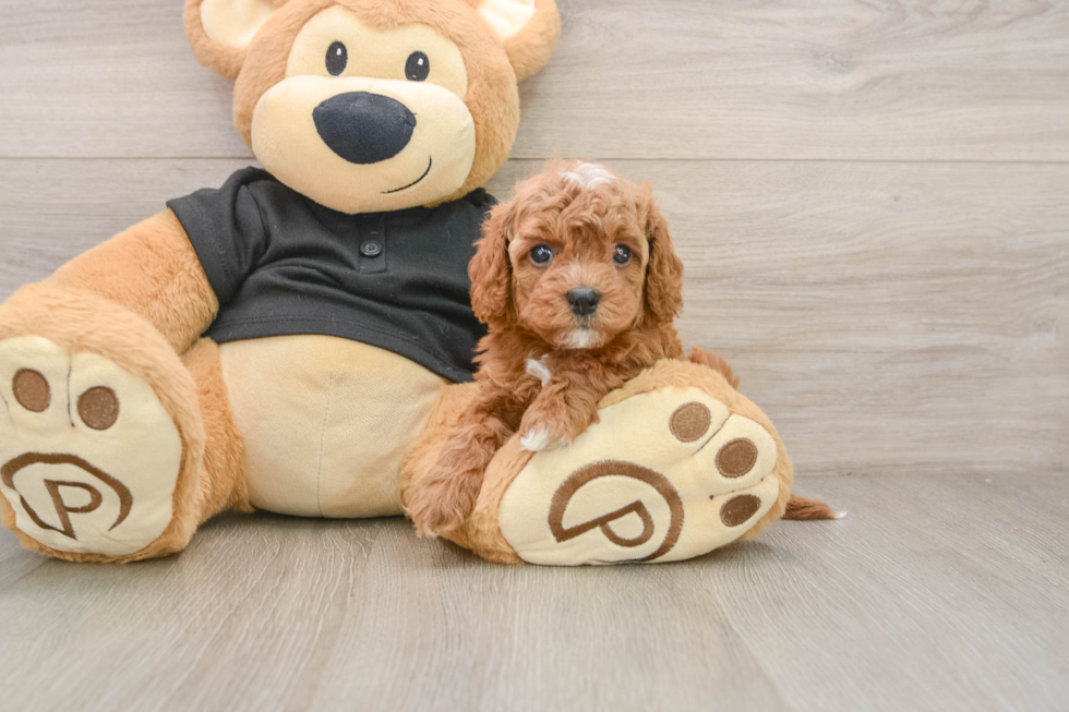 Fluffy Cavapoo Poodle Mix Pup