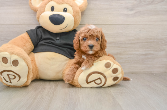 Fluffy Cavapoo Poodle Mix Pup