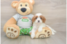 Cavapoo Puppy for Adoption