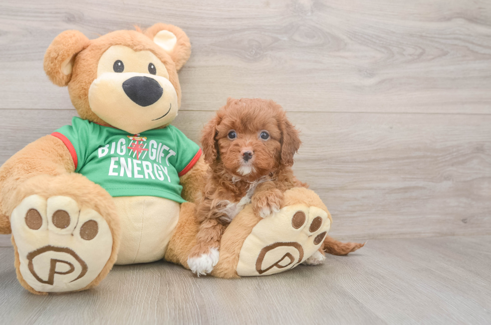 5 week old Cavapoo Puppy For Sale - Seaside Pups