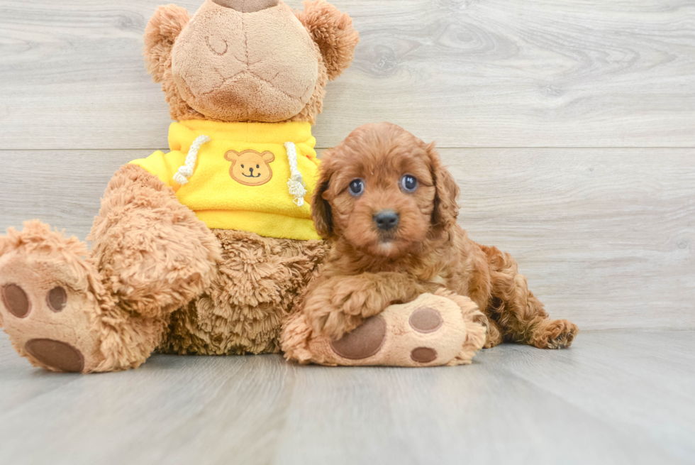 Friendly Cavapoo Baby