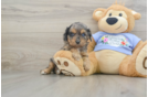 Energetic Cavoodle Poodle Mix Puppy