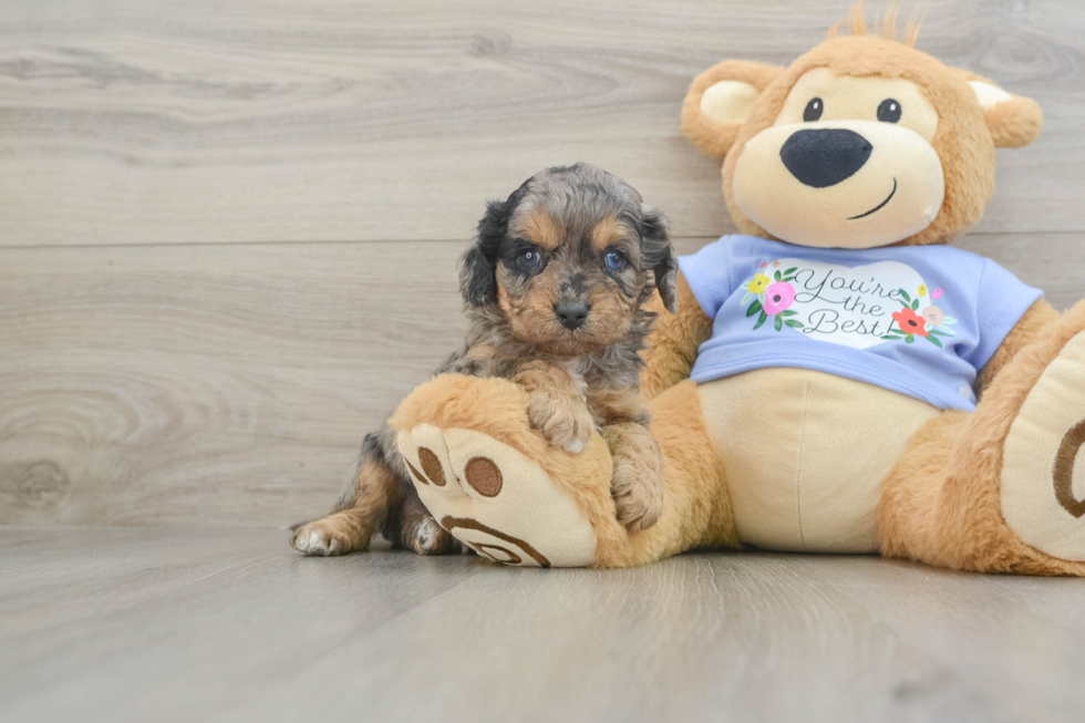 Energetic Cavoodle Poodle Mix Puppy