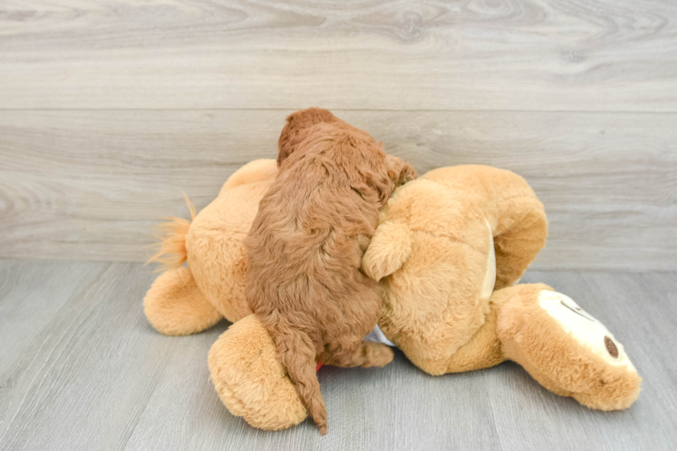 Cavapoo Pup Being Cute