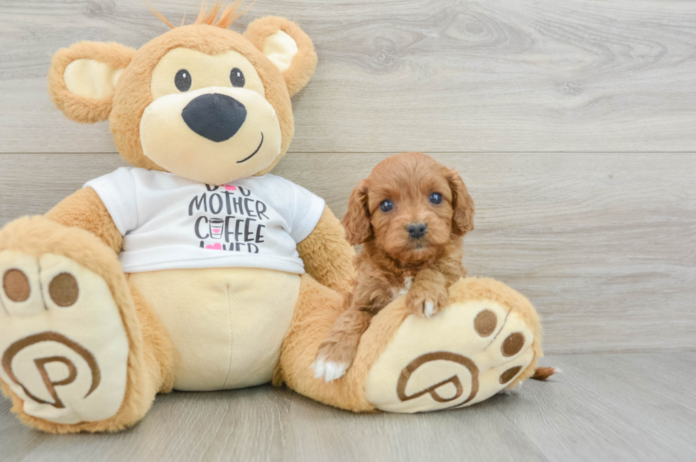 5 week old Cavapoo Puppy For Sale - Seaside Pups