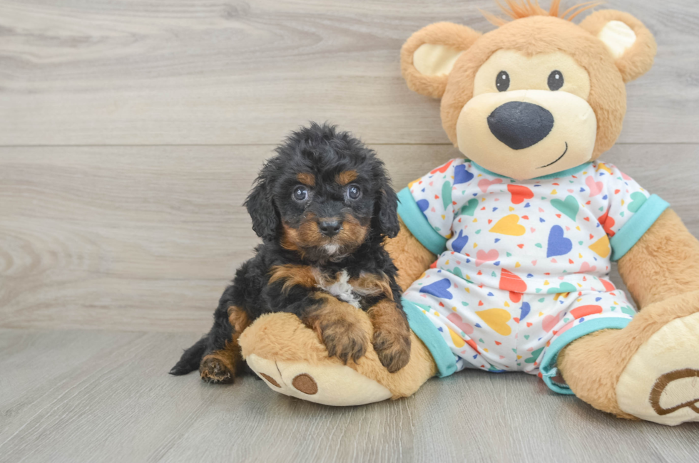 6 week old Cavapoo Puppy For Sale - Seaside Pups