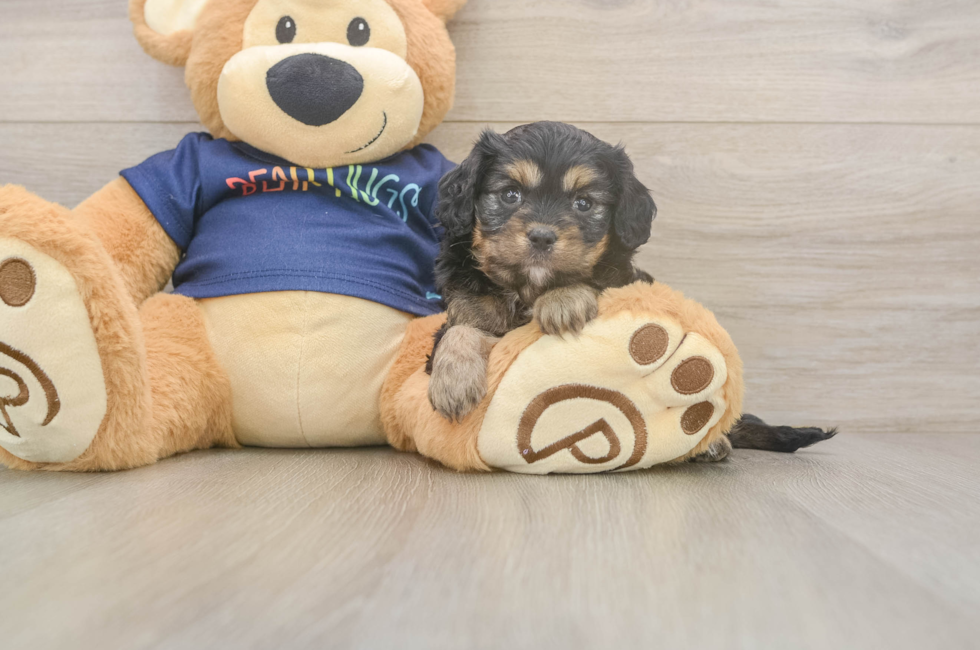 5 week old Cavapoo Puppy For Sale - Seaside Pups