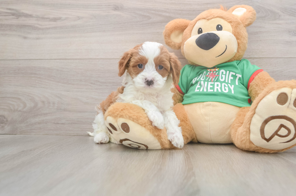 5 week old Cavapoo Puppy For Sale - Seaside Pups
