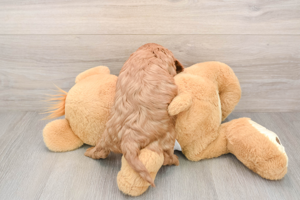 Petite Cavapoo Poodle Mix Pup