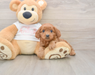 8 week old Cavapoo Puppy For Sale - Seaside Pups
