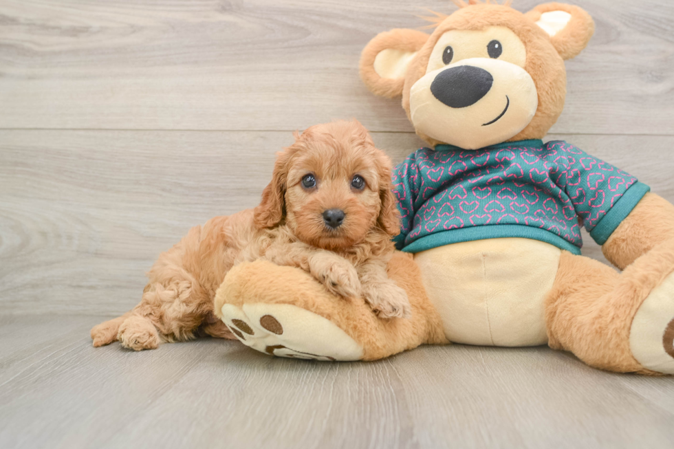 Best Cavapoo Baby