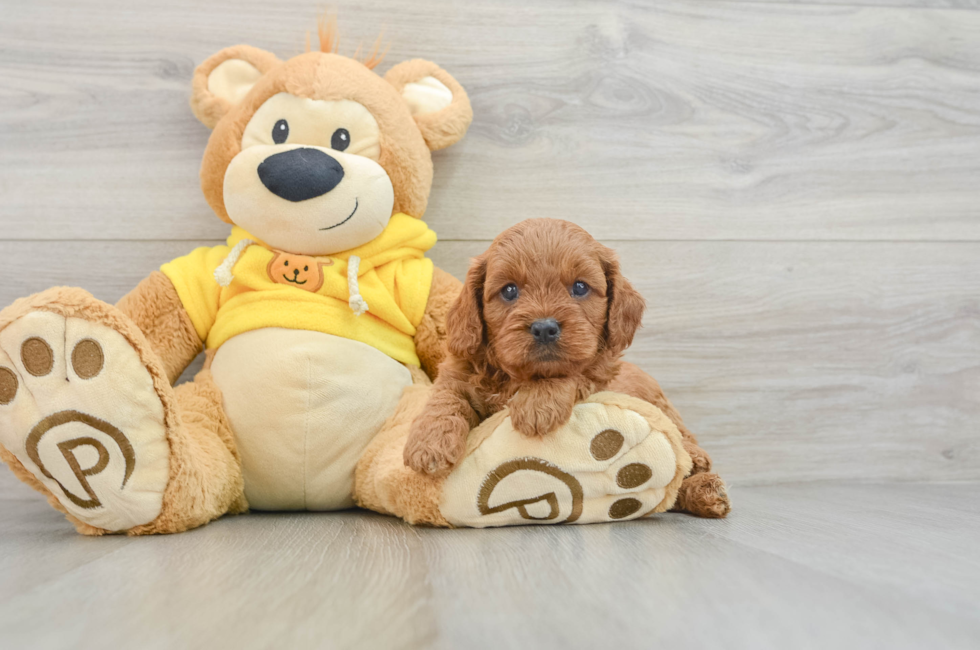 5 week old Cavapoo Puppy For Sale - Seaside Pups