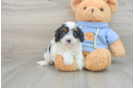 Best Cavapoo Baby