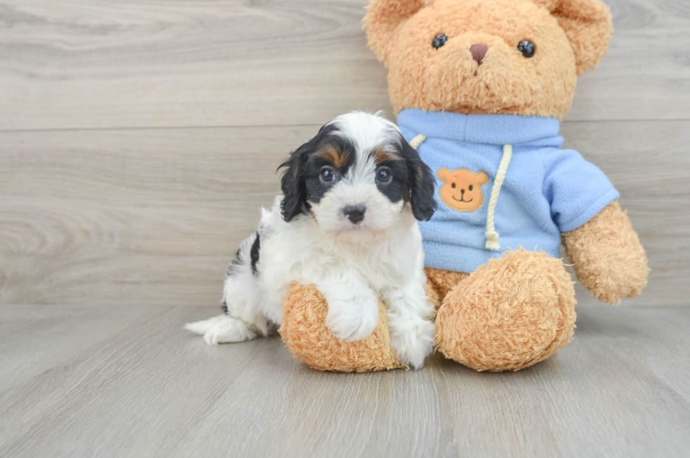 7 week old Cavapoo Puppy For Sale - Seaside Pups