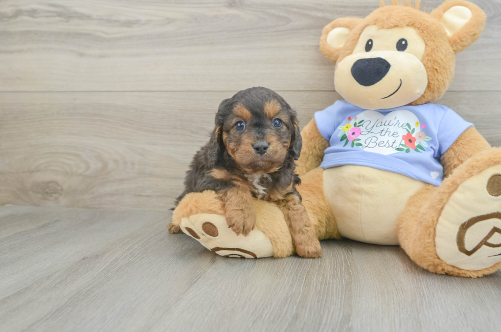 6 week old Cavapoo Puppy For Sale - Seaside Pups