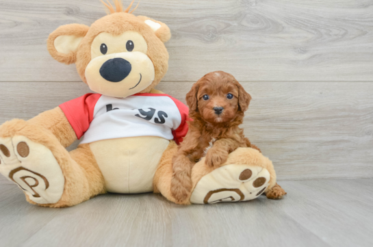 Playful Cavapoodle Poodle Mix Puppy