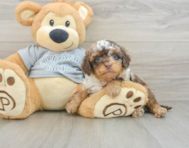 8 week old Cavapoo Puppy For Sale - Seaside Pups