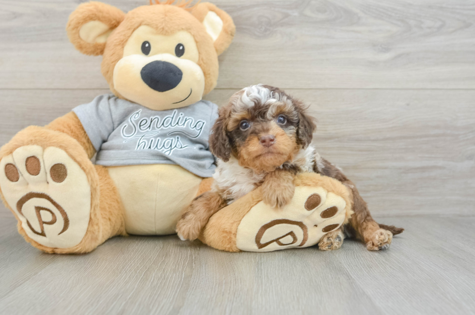 6 week old Cavapoo Puppy For Sale - Seaside Pups