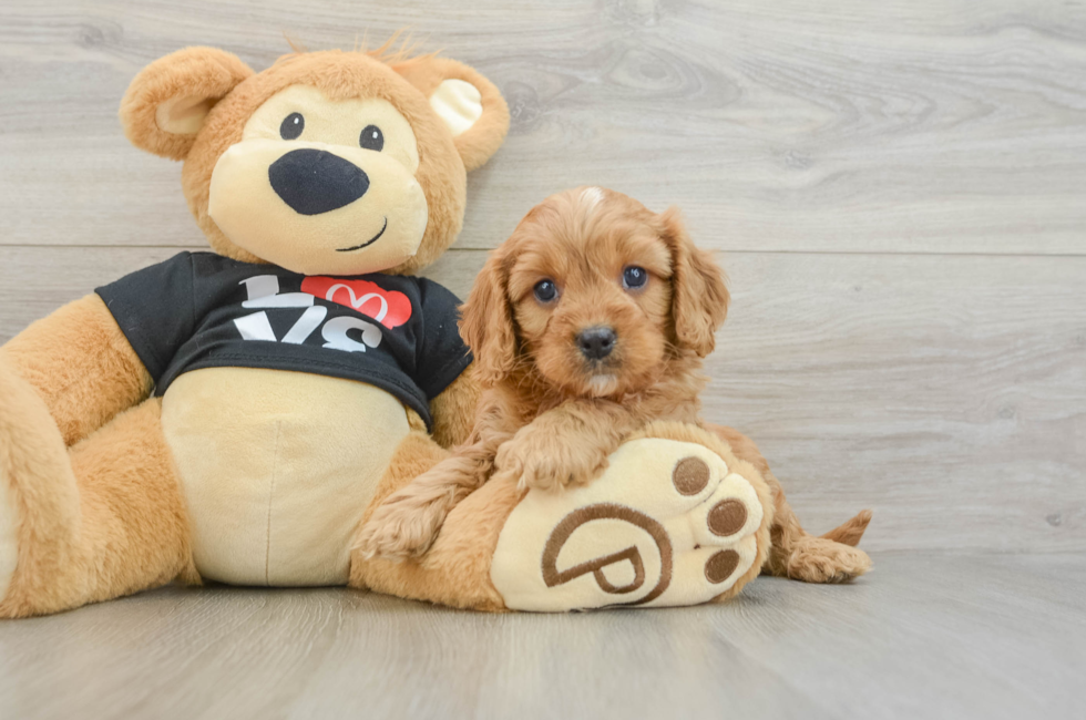 7 week old Cavapoo Puppy For Sale - Seaside Pups