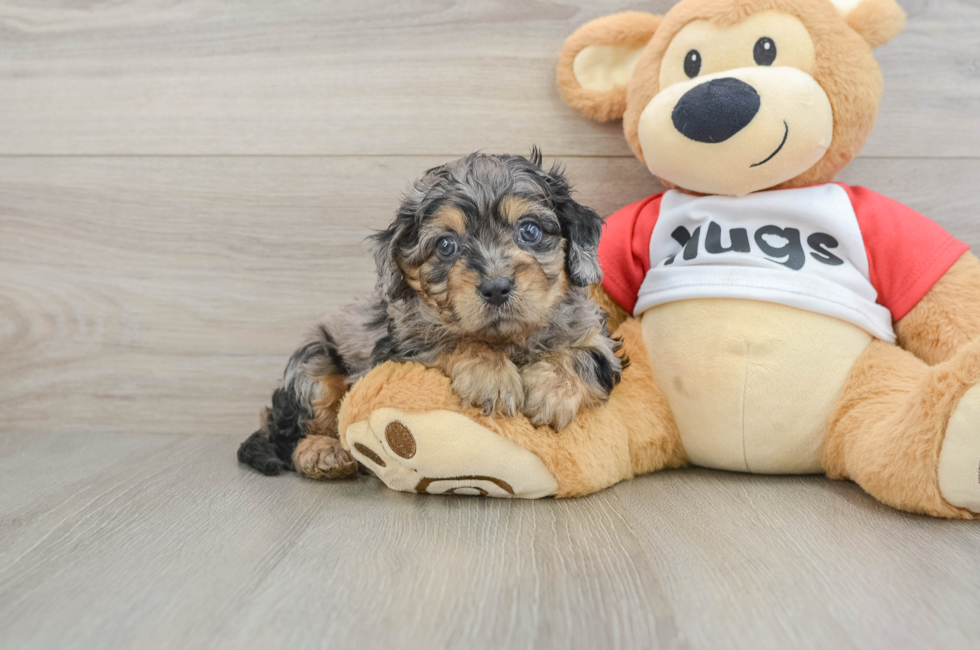 6 week old Cavapoo Puppy For Sale - Seaside Pups
