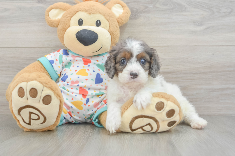 6 week old Cavapoo Puppy For Sale - Seaside Pups