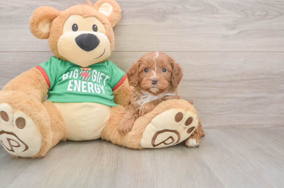 5 week old Cavapoo Puppy For Sale - Seaside Pups