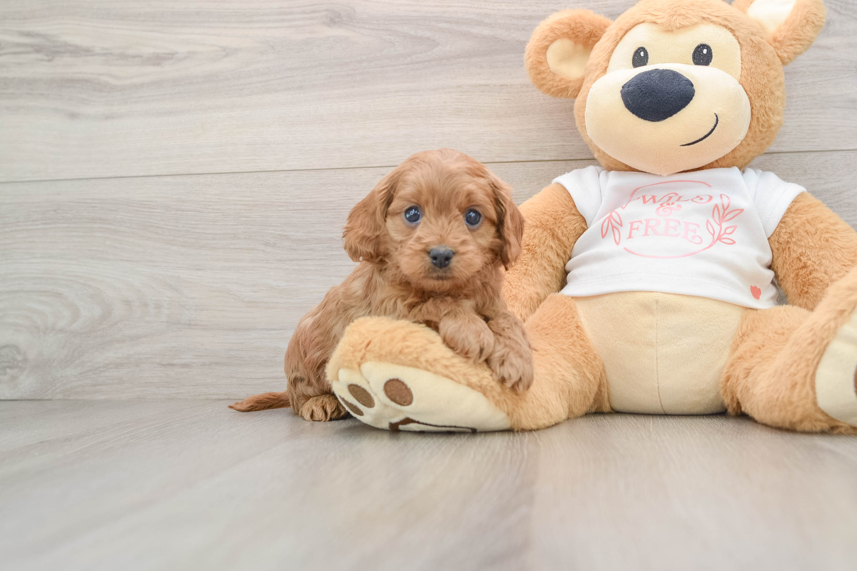 Best Cavapoo Baby