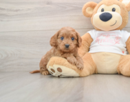 8 week old Cavapoo Puppy For Sale - Seaside Pups