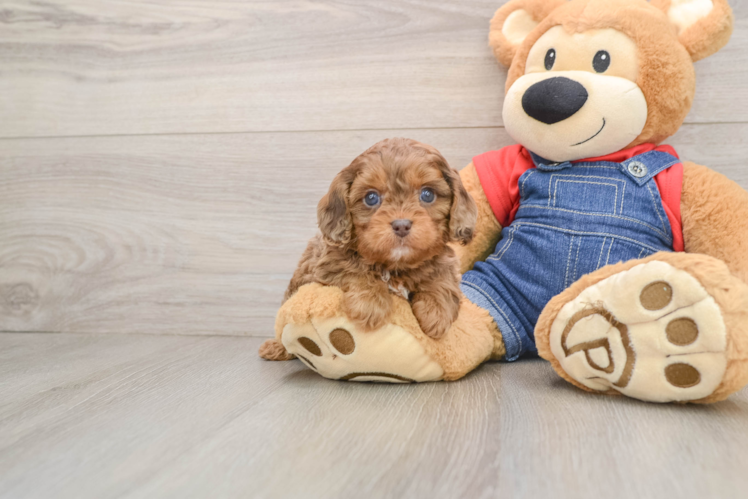 Fluffy Cavapoo Poodle Mix Pup