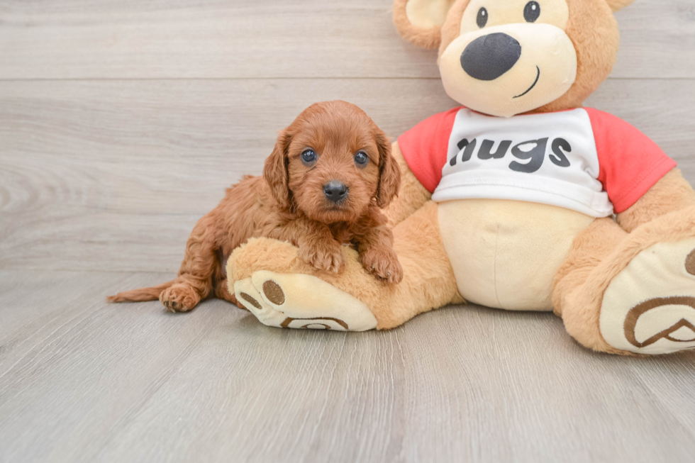 Adorable Cavalier King Charles Spaniel and Poodle Mix Poodle Mix Puppy