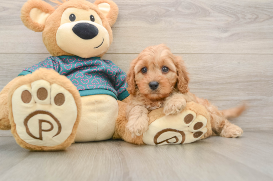 Cavapoo Pup Being Cute