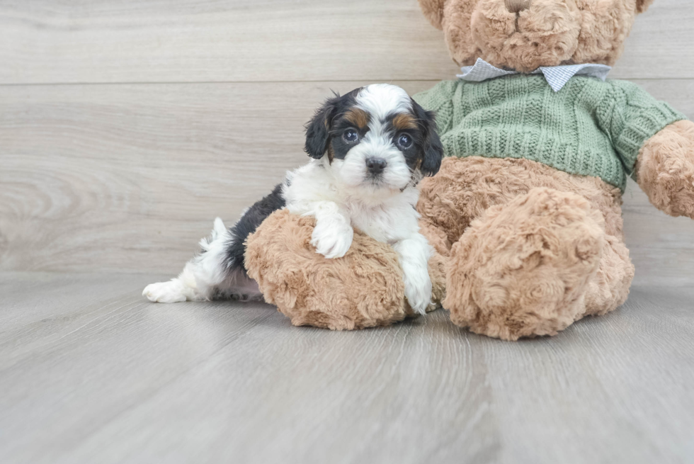 Small Cavapoo Baby