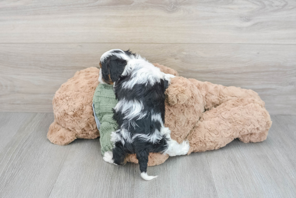 Cavapoo Pup Being Cute