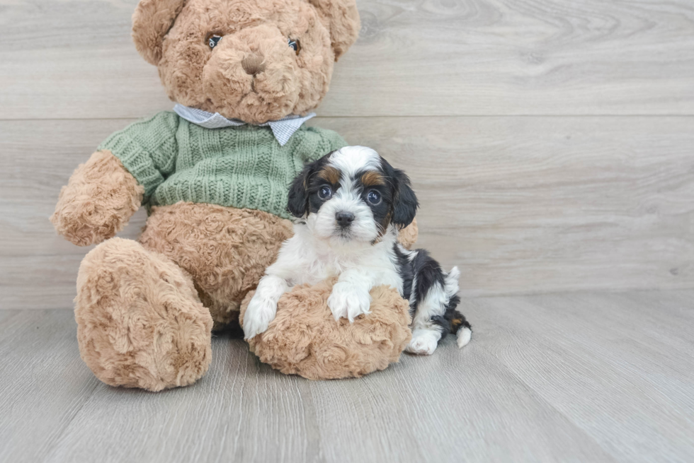 Petite Cavapoo Poodle Mix Pup