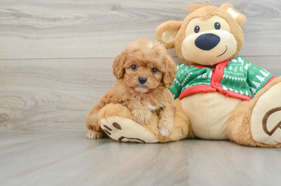 5 week old Cavapoo Puppy For Sale - Seaside Pups