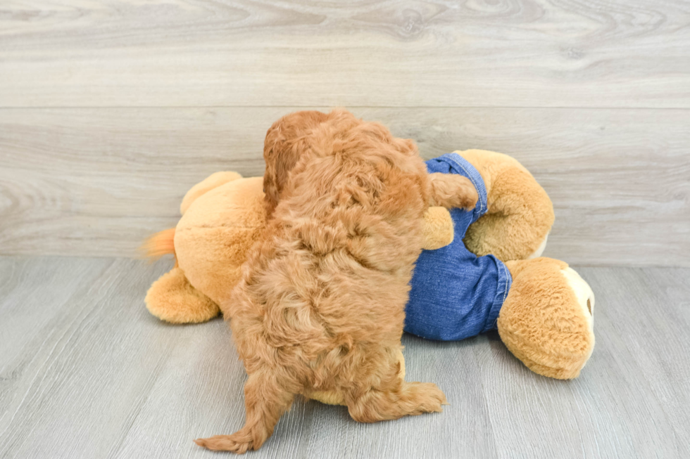 Fluffy Cavapoo Poodle Mix Pup