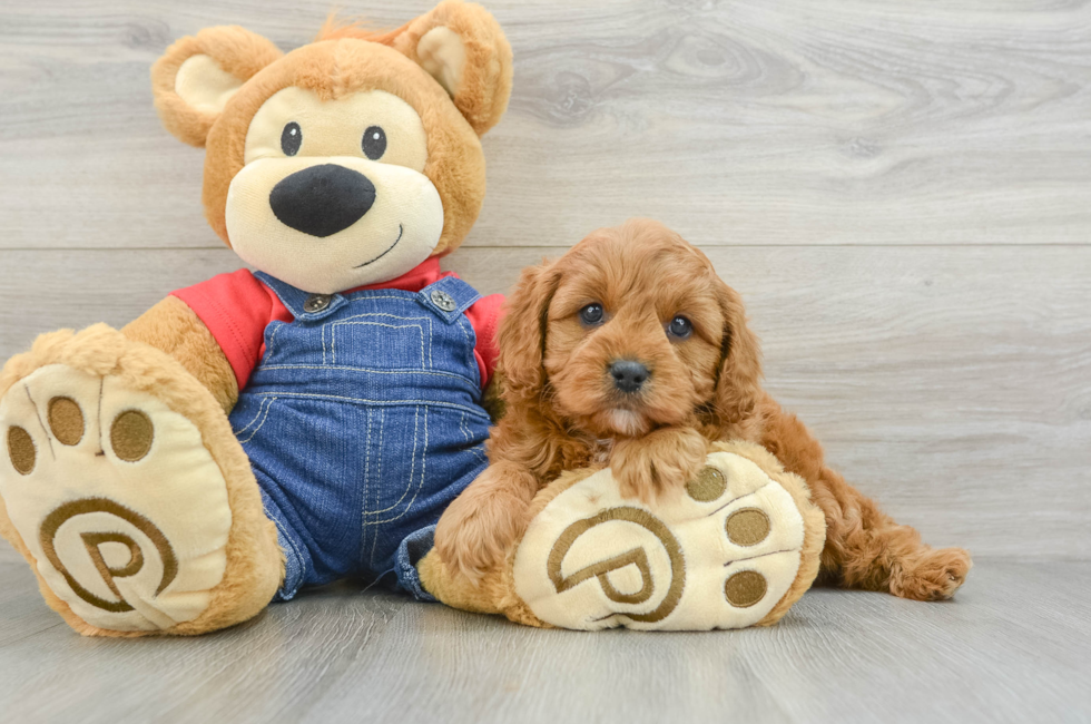 6 week old Cavapoo Puppy For Sale - Seaside Pups