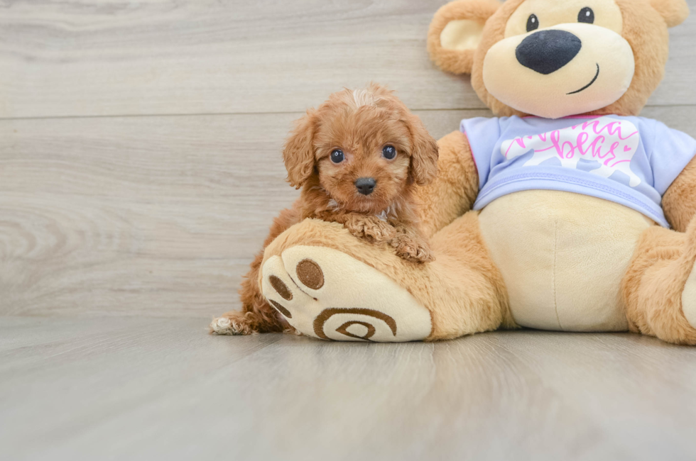 6 week old Cavapoo Puppy For Sale - Seaside Pups