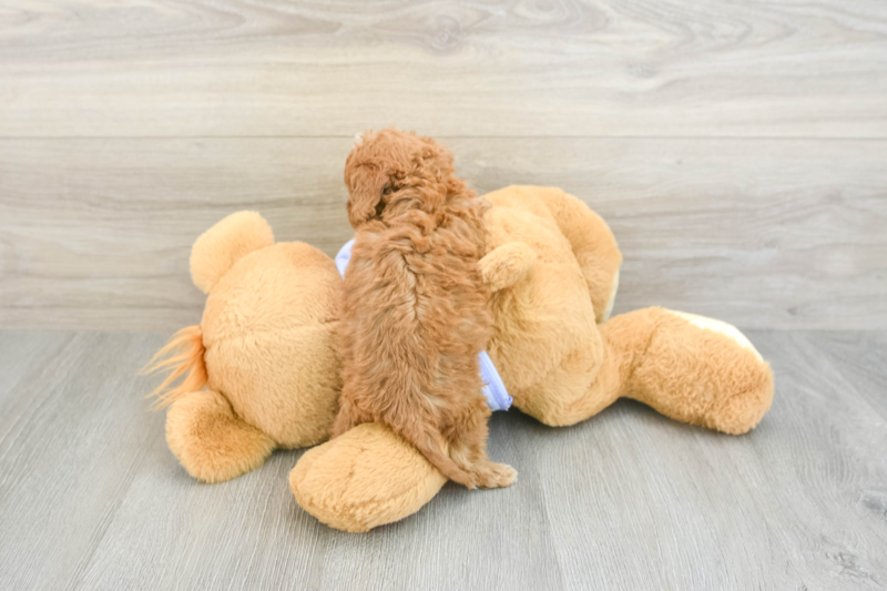 Meet Xander - our Cavapoo Puppy Photo 2/3 - Seaside Pups