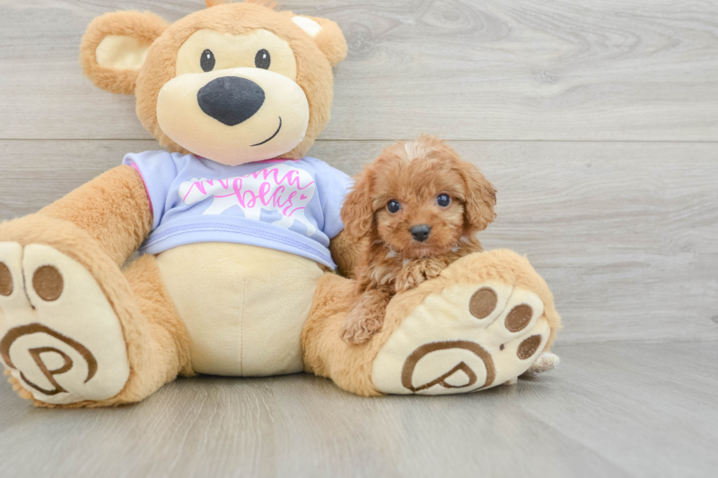 Meet Xander - our Cavapoo Puppy Photo 3/3 - Seaside Pups