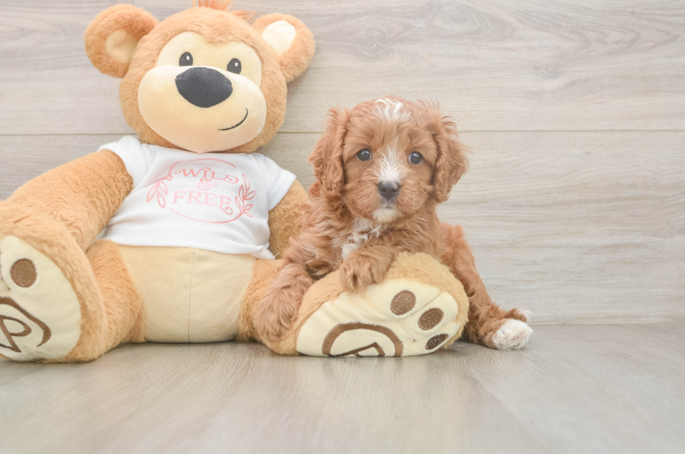 5 week old Cavapoo Puppy For Sale - Seaside Pups