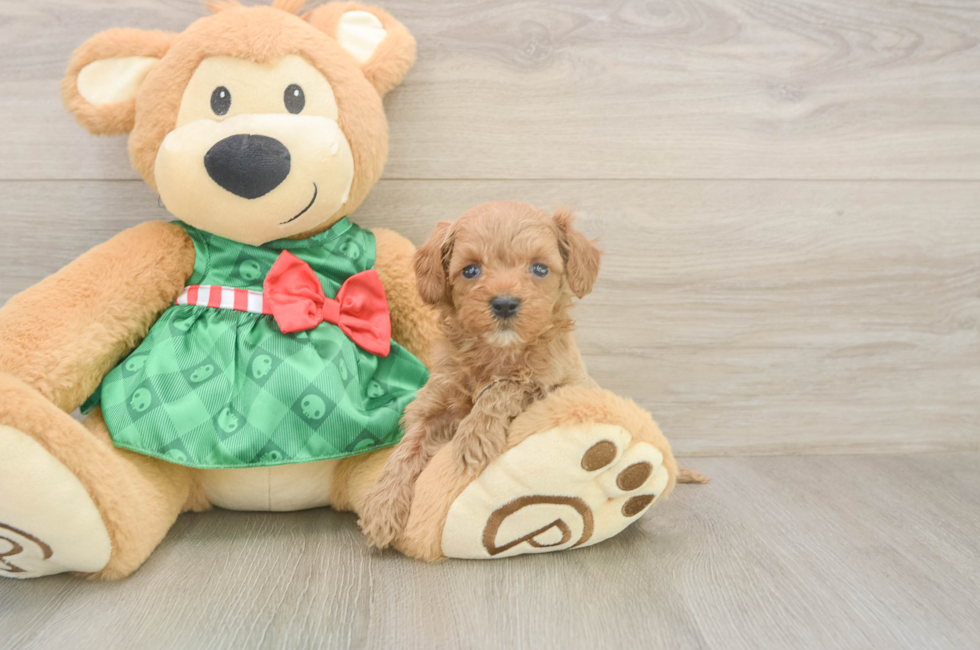 5 week old Cavapoo Puppy For Sale - Seaside Pups