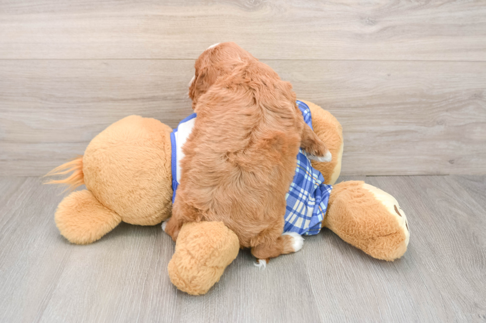 Cavapoo Pup Being Cute