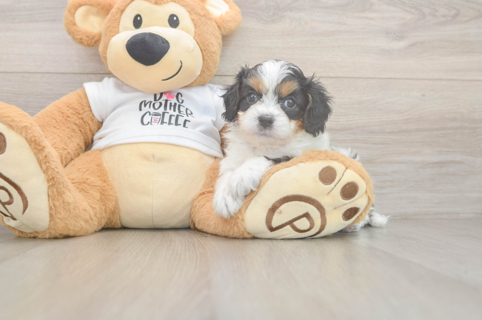 5 week old Cavapoo Puppy For Sale - Seaside Pups